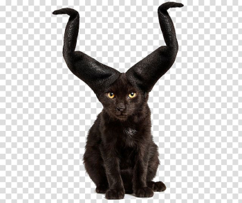 Cat Kitten Hat Animal shelter Animal rescue group, With horns cat transparent background PNG clipart
