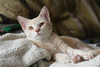 Cat Laying On Blanket Cat Laying On Blanket