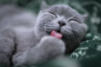cat licking its paw cat licking its paw