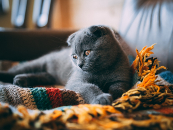 Cat Lying on Blanket Cat Lying on Blanket
