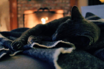 Cat Lying on Cloth Cat Lying on Cloth