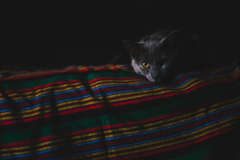 cat lying on cloth cat lying on cloth