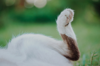 Cat Paw Cat Paw
