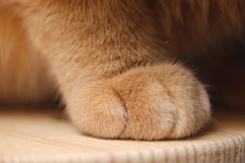 Cat Paw Cat Paw
