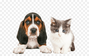 Cat people and dog people Cat people and dog people Pet sitting Puppy - Cat 