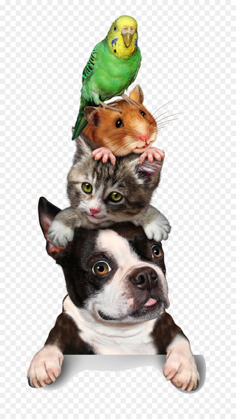 Cat Pet sitting Hamster Dog Kitten - animal Cat Pet sitting Hamster Dog Kitten - animal