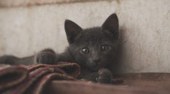 Cat Photography