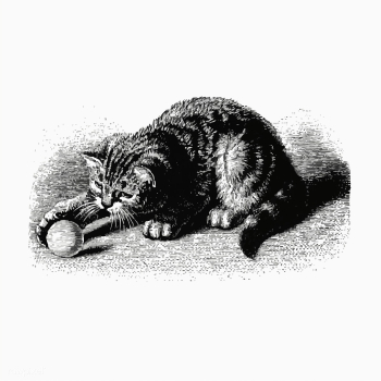 Cat playing with a ball | Free stock vector - 572702 Cat playing with a ball | Free stock vector - 572702