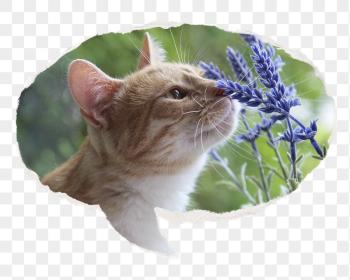 Cat png smelling Spring flower | Free PNG - rawpixel