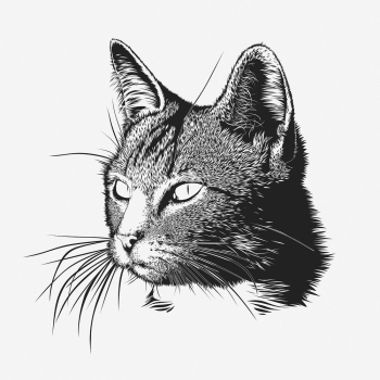Cat portrait hand drawn illustration. | Free Photo - rawpixel Cat portrait hand drawn illustration. | Free Photo - rawpixel
