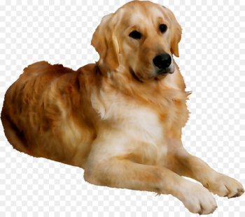 Cat Puppy Pet Dog daycare Labrador Retriever - Cat Puppy Pet Dog daycare Labrador Retriever -