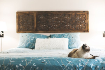 Cat Rests In Bedroom Cat Rests In Bedroom