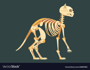 cat skeleton cat skeleton