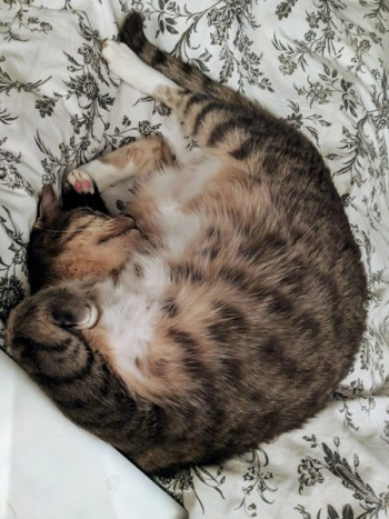 Cat Sleeps Belly Up Cat Sleeps Belly Up