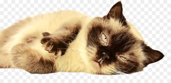 cat small to medium-sized cats birman himalayan ragdoll cat small to medium-sized cats birman himalayan ragdoll