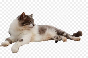 cat small to medium-sized cats birman ragdoll whiskers cat small to medium-sized cats birman ragdoll whiskers