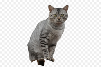 cat small to medium-sized cats british shorthair whiskers european shorthair cat small to medium-sized cats british shorthair whiskers european shorthair