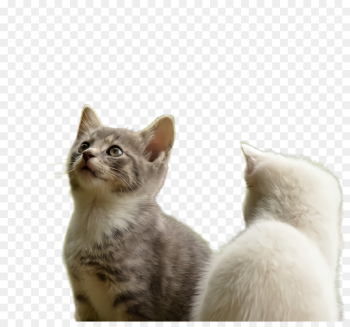 cat small to medium-sized cats whiskers asian european shorthair cat small to medium-sized cats whiskers asian european shorthair
