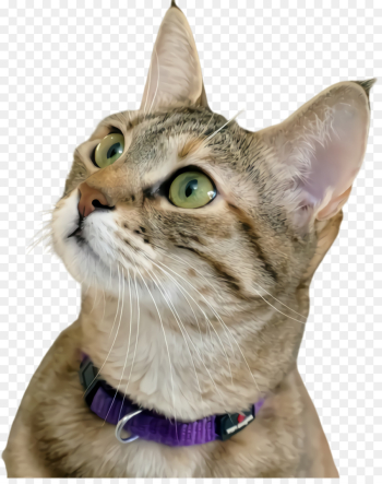 cat small to medium-sized cats whiskers tabby cat european shorthair cat small to medium-sized cats whiskers tabby cat european shorthair