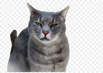cat small to medium-sized cats whiskers tabby cat european shorthair cat small to medium-sized cats whiskers tabby cat european shorthair