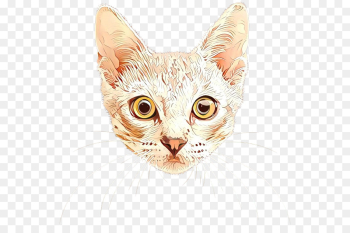 cat small to medium-sized cats whiskers tabby cat head cat small to medium-sized cats whiskers tabby cat head