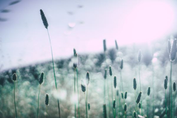cat tail plant field cat tail plant field