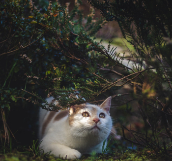 Cat Under Bushes Cat Under Bushes