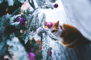 Cat under the Christmas Tree Cat under the Christmas Tree