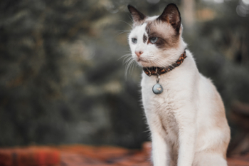 Cat With Bell Cat With Bell
