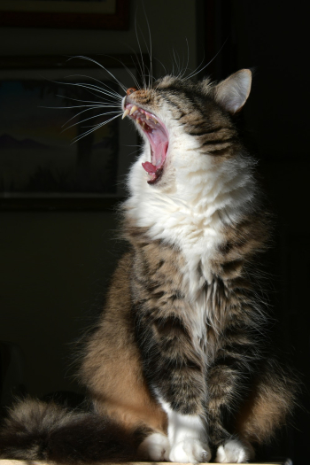Cat Yawning Cat Yawning