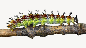 Caterpillar animal isolated design | Free Photo - rawpixel Caterpillar animal isolated design | Free Photo - rawpixel