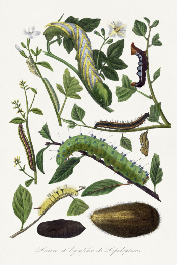 Caterpillar painting, Le Jardin Des | Free Photo Illustration - rawpixel Caterpillar painting, Le Jardin Des | Free Photo Illustration - rawpixel