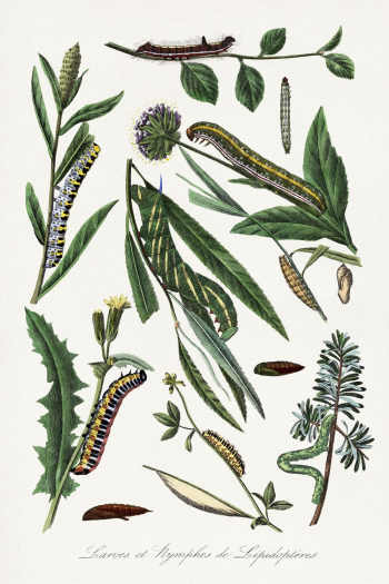 Caterpillar painting, Le Jardin Des | Free Photo Illustration - rawpixel Caterpillar painting, Le Jardin Des | Free Photo Illustration - rawpixel