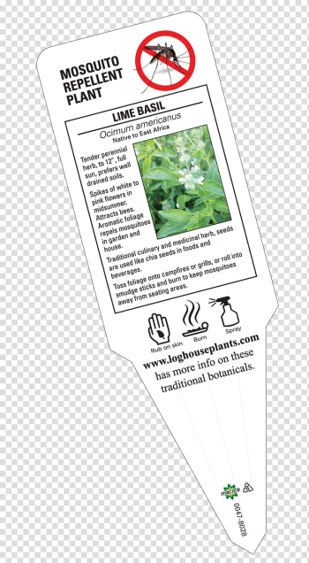 Catnip Plants Perennial plant Basil Lavender, basil lime transparent background PNG clipart