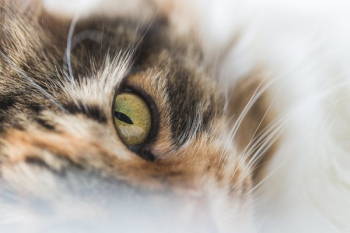 Cats Eye Closeup Cats Eye Closeup