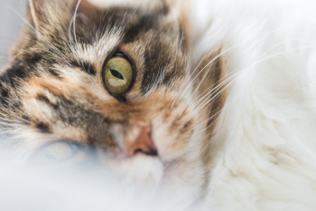 Cats Face Closeup Cats Face Closeup
