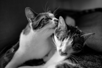Cats in Gray Scale Photo Cats in Gray Scale Photo