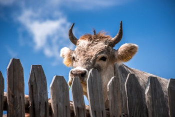 cattle behind fence cattle behind fence