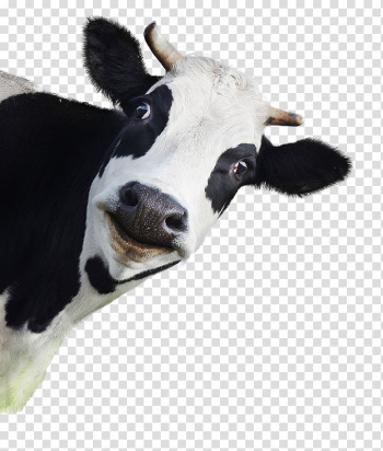 Cattle Dog Animal , Dog transparent background PNG clipart Cattle Dog Animal , Dog transparent background PNG clipart