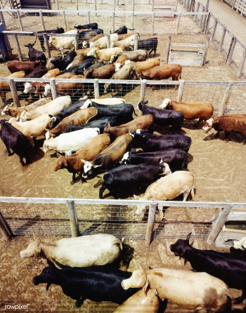 Cattle Feedlot in Fort Worth, Texas. Original.. | Free public domain photo - 421891