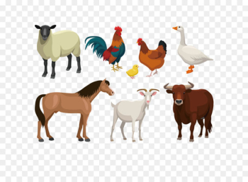 Cattle Goat Sheep Livestock - Farm animal vector illustration 
