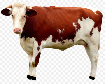 Cattle Milk Calf - Cow Cattle Milk Calf - Cow