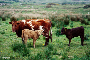Cattle on a farm | Free public domain photo - 421932 Cattle on a farm | Free public domain photo - 421932