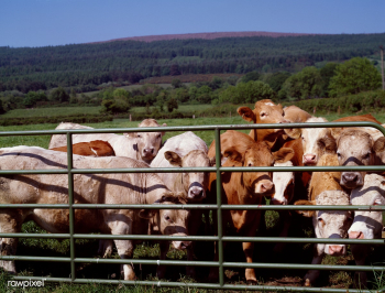 Cattle on a farm | Free public domain photo - 421971 Cattle on a farm | Free public domain photo - 421971