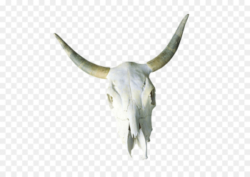 Cattle Skull Horn Bone - Bison skull Cattle Skull Horn Bone - Bison skull