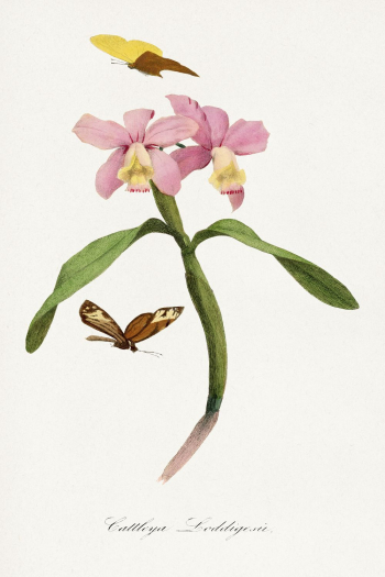 Cattleya orchids painting, Le Jardin | Free Photo Illustration - rawpixel Cattleya orchids painting, Le Jardin | Free Photo Illustration - rawpixel