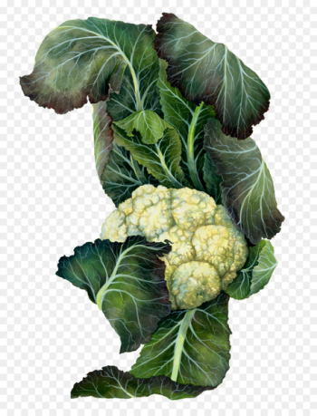 Cauliflower Botanical illustration Cruciferous vegetables Drawing Mustards - cauliflower 