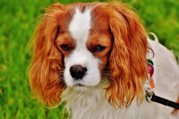 Cavaliers King Charles Spaniel