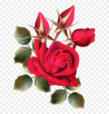 Ceae5a46 - Rose Flower Images Free Download Hd