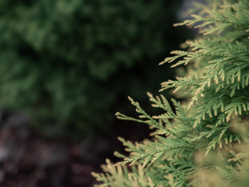 Cedar Tree Branch Cedar Tree Branch